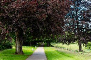 nymans3 300x200