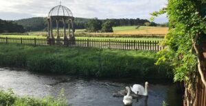 TSH 695x360 0004 Black Brook Swans 300x155