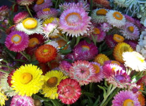 100 1076 1024x746 1 300x219