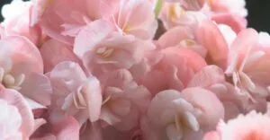 PinkPetals 300x156