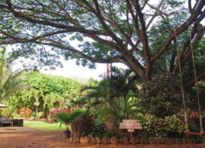 history loulupalm 300x217