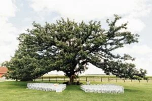 123 sugarland wedding tree 300x200