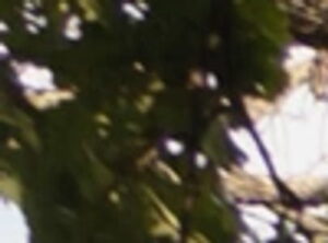 F0C36245 39F6 423B B2FF 2FDE4AB269AB 300x222