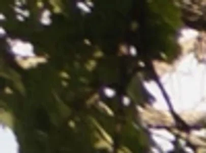 F0C36245 39F6 423B B2FF 2FDE4AB269AB