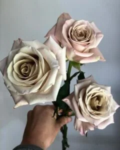 image asset 3 240x300