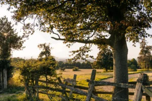 6140af4cabec56b47a8a5499 The Firs21 Resize Min 300x200